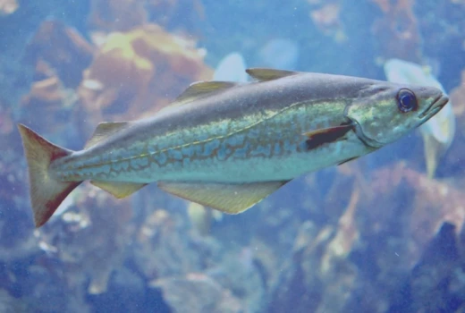 Pescado congelado
